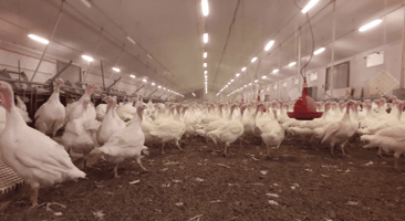 Dindes dans un élevage avicole