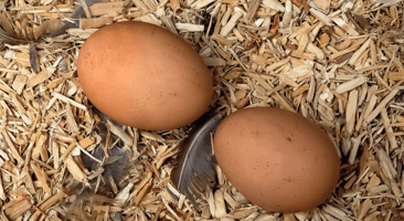Deux oeufs avec une plume sur de la litière