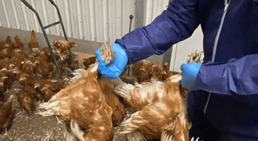 Employé avicole tenant des poules par les pattes