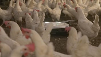 Robot Spoutnic au milieu des poules dans un élevage