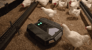 Robot avicole T-Moov circulant dans un élevage de volailles