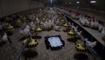 Photographie du robot Spoutnic dans un poulailler.
